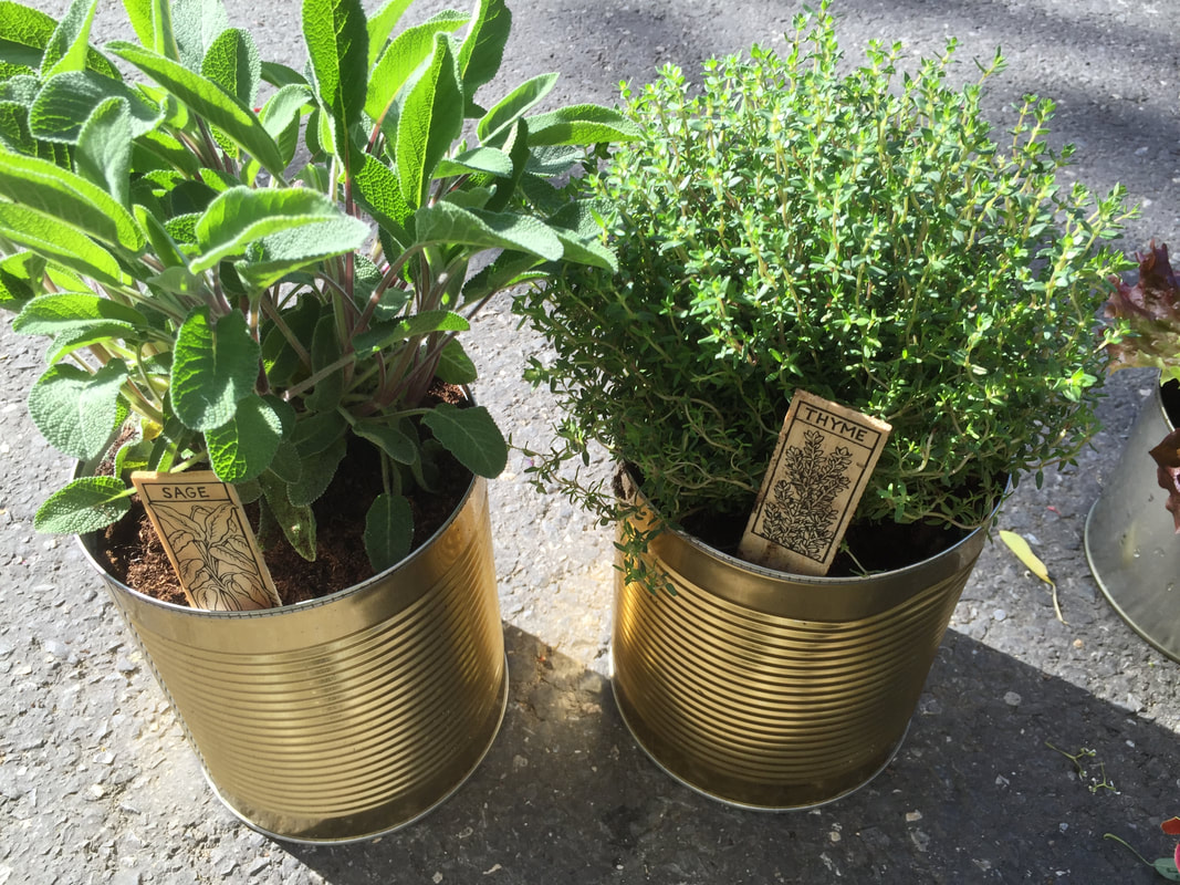 plantes aromatiques (thym et sauge) dans boites de conserve
