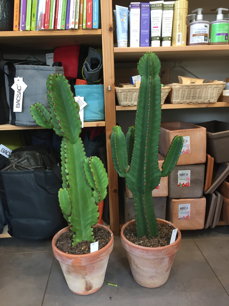 euphorbia ingens, euphorbia cactus