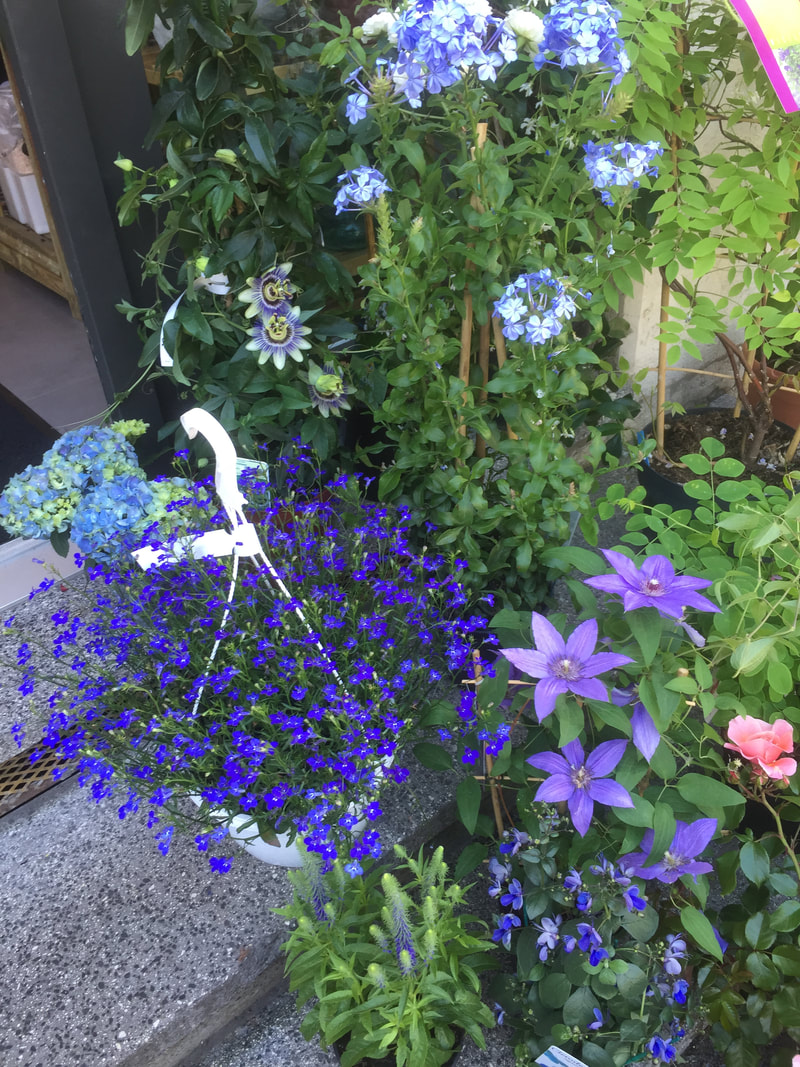 plantes bleues (clématite, plumbago, passiflore, hortensia)